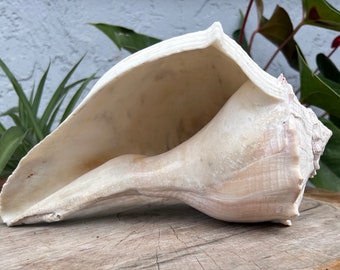 RARE Fossilized Lightening Whelk 10” inches XL | Sanibel Island | Nautical Home Decor | Seashell | Beach Decor | Collectable | Organic