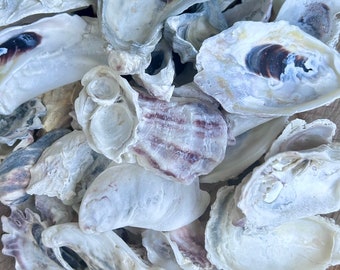 25 Oyster Shell COMBO Oyster Shells for Crafts Sanibel Seashells Bulk Seashells DIY