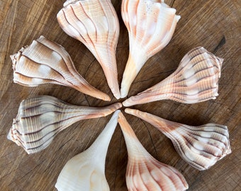 Sanibel Island Lightening Whelks 3+” inches Shells for Crafts Florida Seashells Tropical Decor DIY
