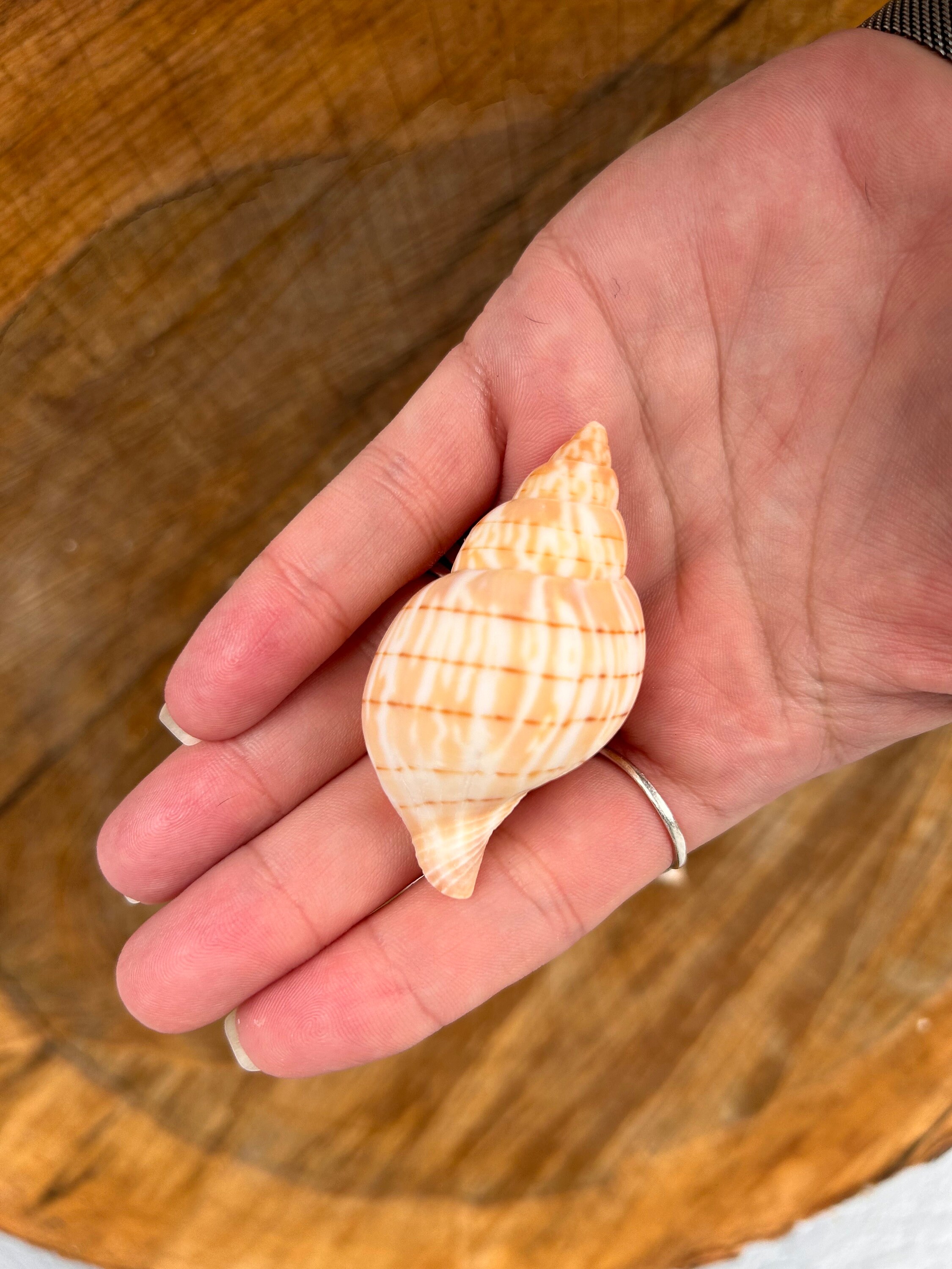 6 Banded Tulip Seashells Sanibel Seashells Shells for - Etsy