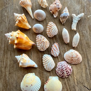 Collezione di conchiglie della Florida / Isola di Sanibel / Conchiglie della Florida / Conchiglie di Sanibel Buccino chiarore Capesante Murice mela Corallo occhio di squalo