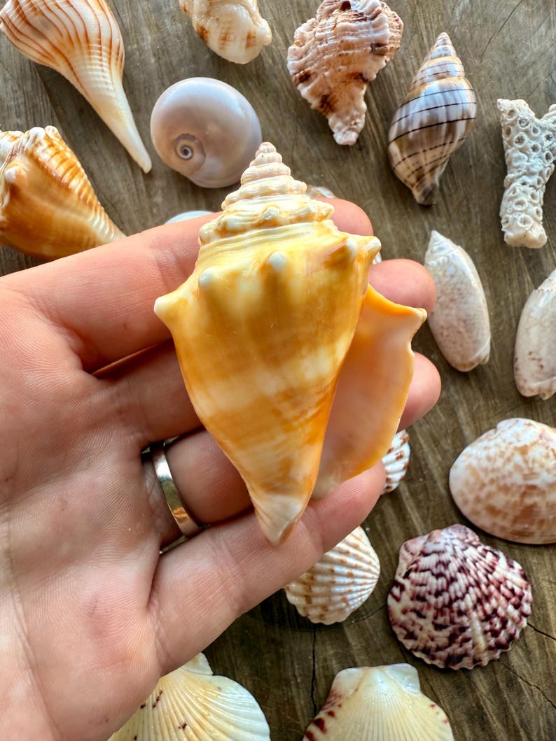Florida Seashell Collection | Sanibel Island | Florida Seashells ...