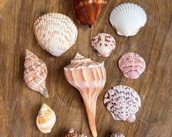 Florida Seashell Collection | Sanibel Island | Florida Crown Conch | Sanibel Shells Lightening Whelk Crown Conch Scallops Nutmeg Murex