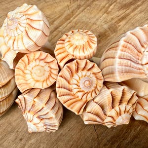 10 Polished Lightening Whelks from Sanibel Island Assorted Sizes Sanibel Seashells  Lightening Whelk Florida Seashells Coastal Decor