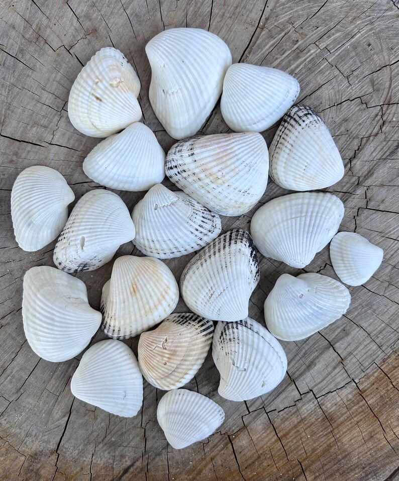 1 Lb Ark Shell Florida Seashells Sanibel Island Craft Shells Ponderous ...