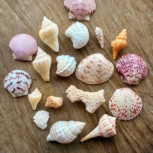 Sanibel Island Seashell Collection | Beach Decor | Florida Shells | Gulf Coast Seashells | Horse Conch | Coastal Decor