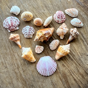 Collezione di conchiglie dell'isola di Sanibel / Conchiglie della Florida / Conchiglie di Sanibel / Buccino fulmineo / Capesante / Murice mela / Occhio di squalo