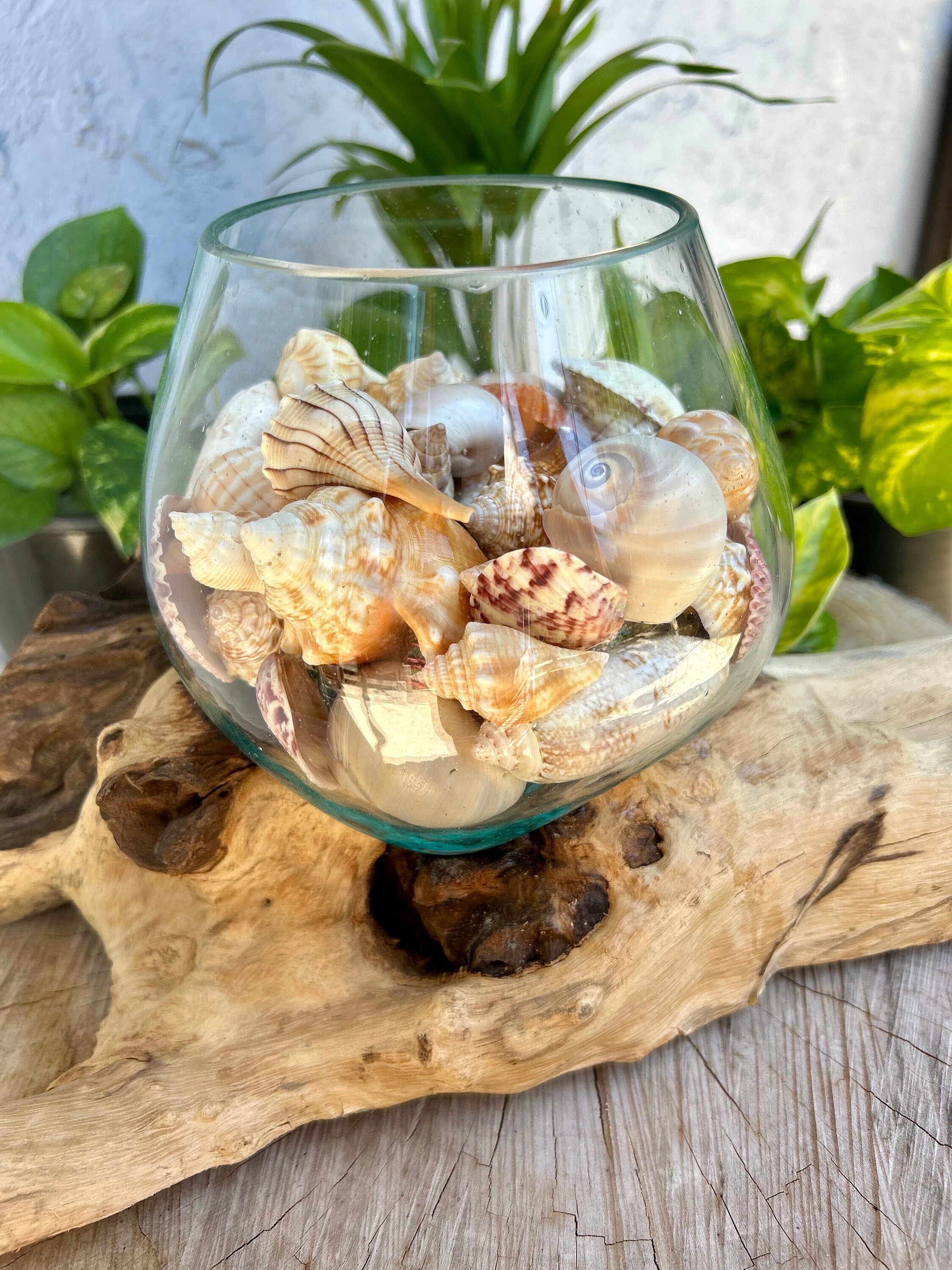 Handblown Glass W/ Driftwood Base Centerpiece Filled With Seashells ... - Decorative Toggle Filled Glass
