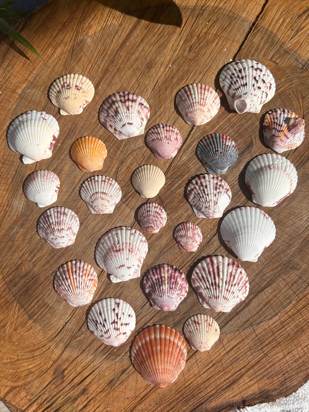 Florida Calico Scallop Seashells Bulk Seashells Nautical Etsy