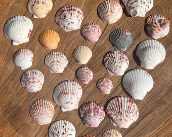 Calico Scallop Seashells Florida Scallop Seashells Nautical Decor Craft Shells Florida Seashells Scallop Shells DYI