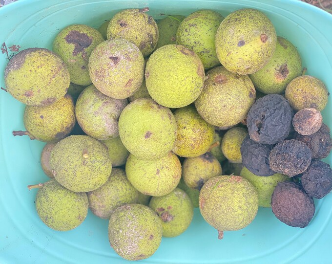 Organic Fresh Raw Black Walnuts in Hull Juglans Nigra Etsy