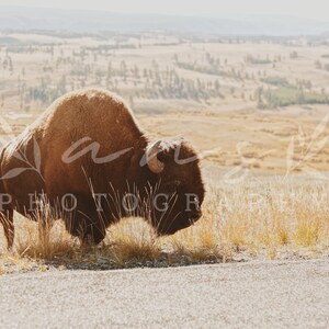 Bison Close Up at Yellowstone National Park