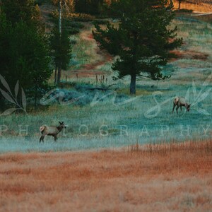 Two Elk at Yellowstone National Park