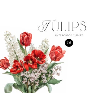Rode tulpen clipart aquarel, rode bloemen clipart, bruidsboeketten clipart, rood witte bloemen PNG, Tulip clipart PNG, bruiloft uitnodiging