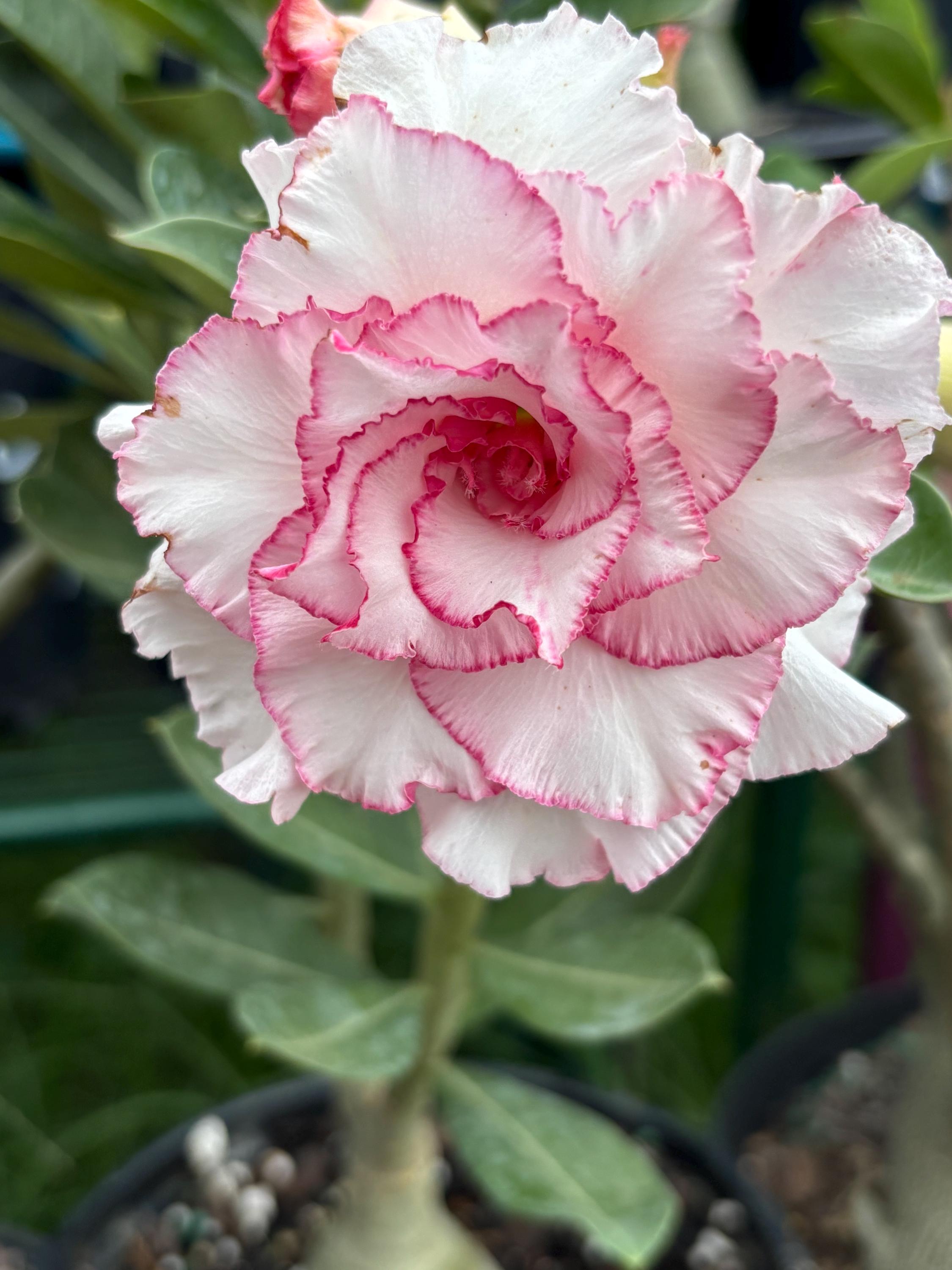 Milk‐tree♡ Green Milk Tree 6 Inch Euphorbia Trigona African Milktree