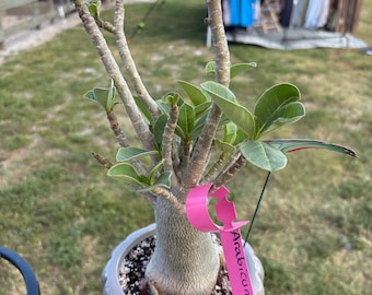 May include: An Adenium arabicum plant with a thick, textured caudex and multiple slender, woody branches featuring small green leaves. A bright pink plastic plant tag is attached, with the handwritten text Arabicum $50 visible.