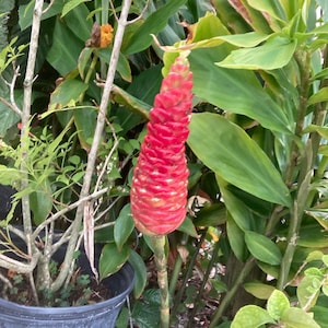 May include: A close-up of a red ginger flower bud growing in a garden. The bud is surrounded by green leaves.