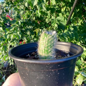 Monkey tail cactus