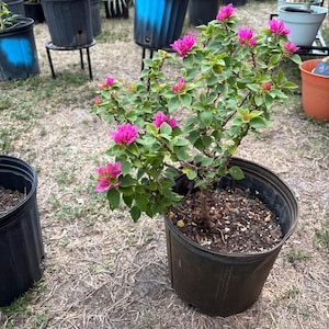 May include: A potted bougainvillea plant with vibrant pink flowers and green leaves. The plant is in a dark brown plastic pot, surrounded by other potted plants in a garden setting. The plant is approximately 24 inches tall.