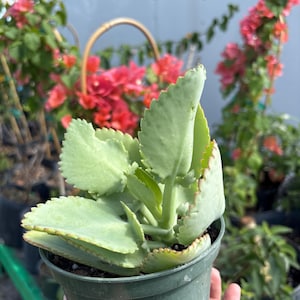 May include: A potted succulent plant with light green, scalloped-edge leaves. The plant is in a dark green plastic pot. In the background, there are pink flowering plants and a wicker basket.