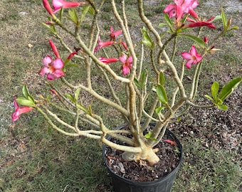 Desert Rose 本体 Earth Works - Desert Rose 2