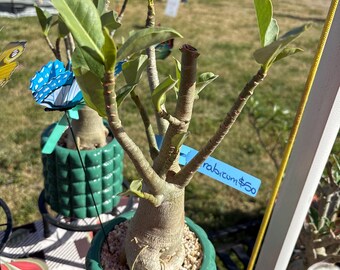 May include: An Adenium obesum plant with a thick, bulbous caudex and green leaves, potted in a textured, glossy green ceramic container filled with light-colored gravel. A blue butterfly ornament and a blue tag labeled arabicum $50 are attached.