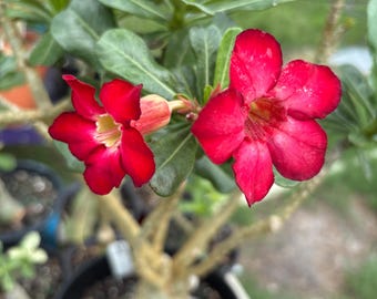 May include: A desert rose plant featuring two vibrant red, five-petaled flowers with yellow centers. The plant has a thick, woody, light-colored stem and clusters of smooth, oval-shaped green leaves. It is potted in a black container filled with soil.