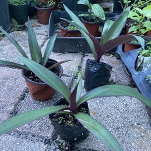 Tradescantia Spathacea Boat  1 Plant Lily Moses in the Cradle Oyster