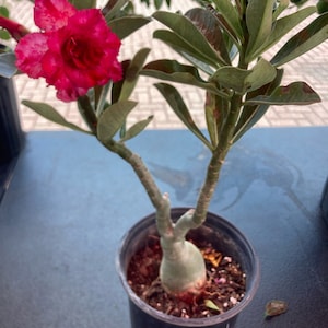 Desert rose in 1 gallon pot triple pink bareroot