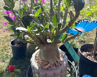 May include: A potted Adenium Arabicum plant with a thick, bulbous caudex and green leaves, housed in a textured, light gray cylindrical ceramic pot. A bright blue artificial butterfly is attached to the plant, and a tag reads Arabicum $50.