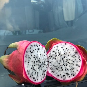 Pink dragon fruit live plant 6” tall