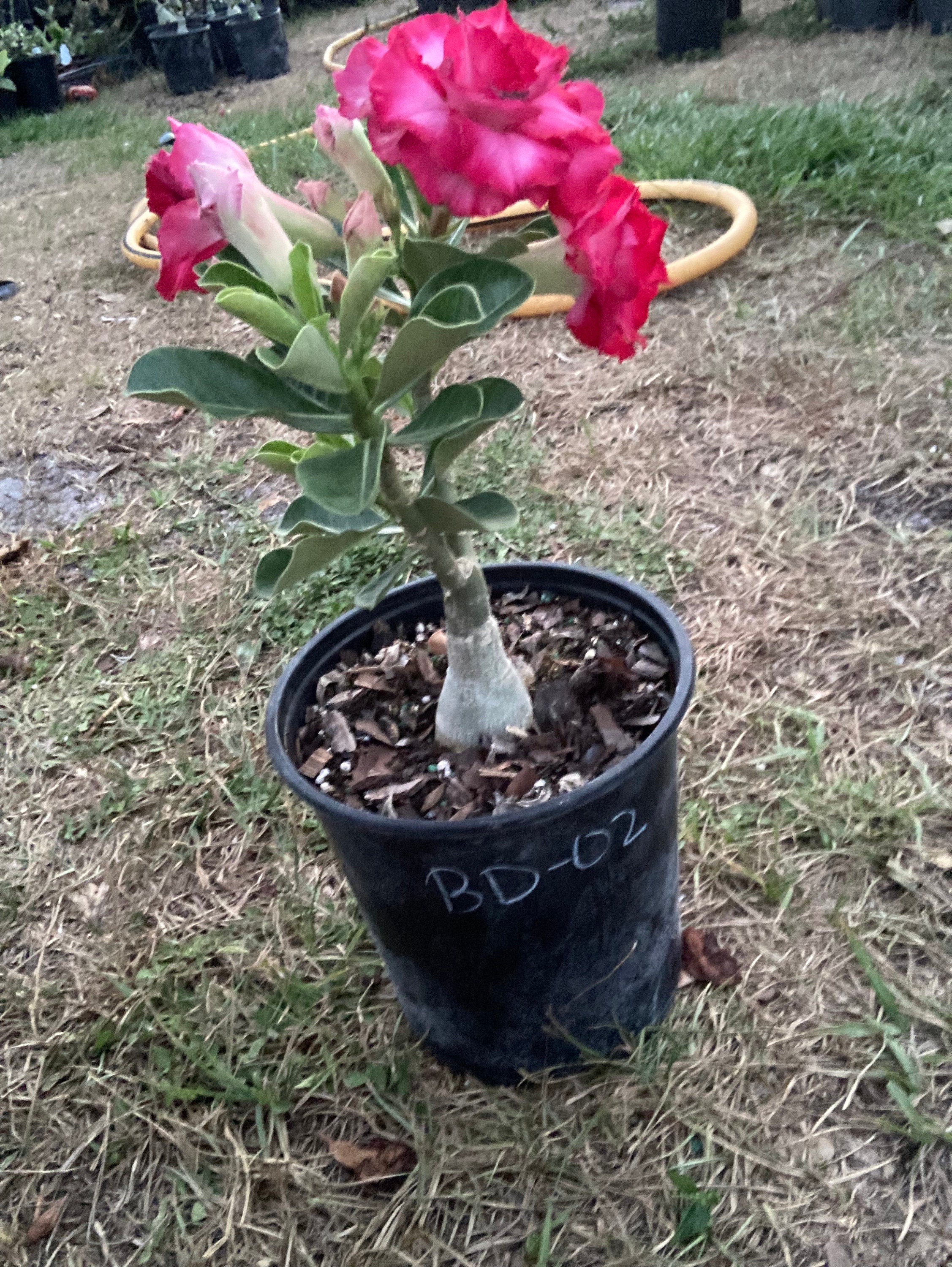 Adenium Obesum Desert Rose Grafted Plant Bd02 Bareroot - Etsy