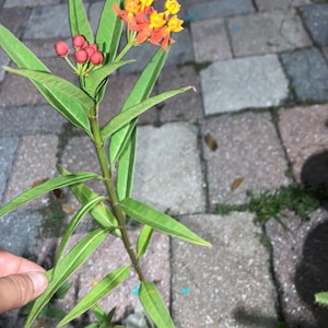 Orange Milkweed to attract monarch butterflies starter plant 5” tall