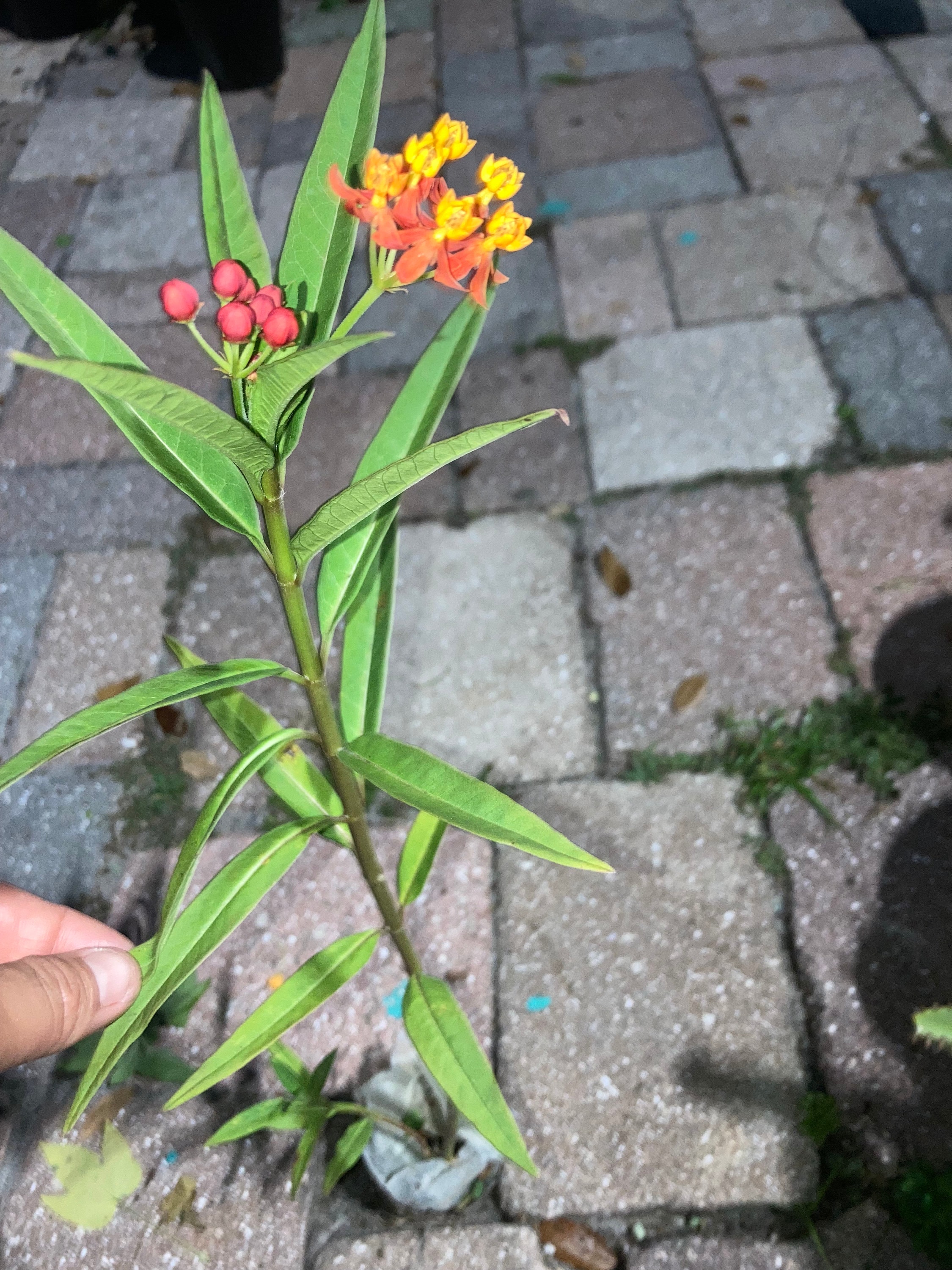 Orange Milkweed to attract monarch butterflies starter plant 5” tall