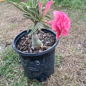 Desert rose Adenium obesum grafted double flower cf31 bareroot