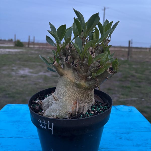 Adenium Arabicum black skin desert rose  with out pot bareroot #4