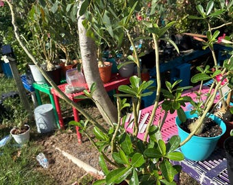 May include: A desert rose plant with a thick, bulbous caudex base and slender green stems featuring glossy, oval-shaped leaves. The plant is potted in a round, reddish-brown plastic container filled with dark soil, positioned outdoors.