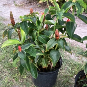 May include: A potted plant with green leaves and red flower buds. The plant is in a black plastic pot.