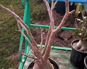 May include: A desert rose plant with a thick, bulbous, light brown caudex base and multiple slender, branching stems. The plant has a few small, sparse green leaves and is potted in a black plastic container filled with dark soil and white perlite.
