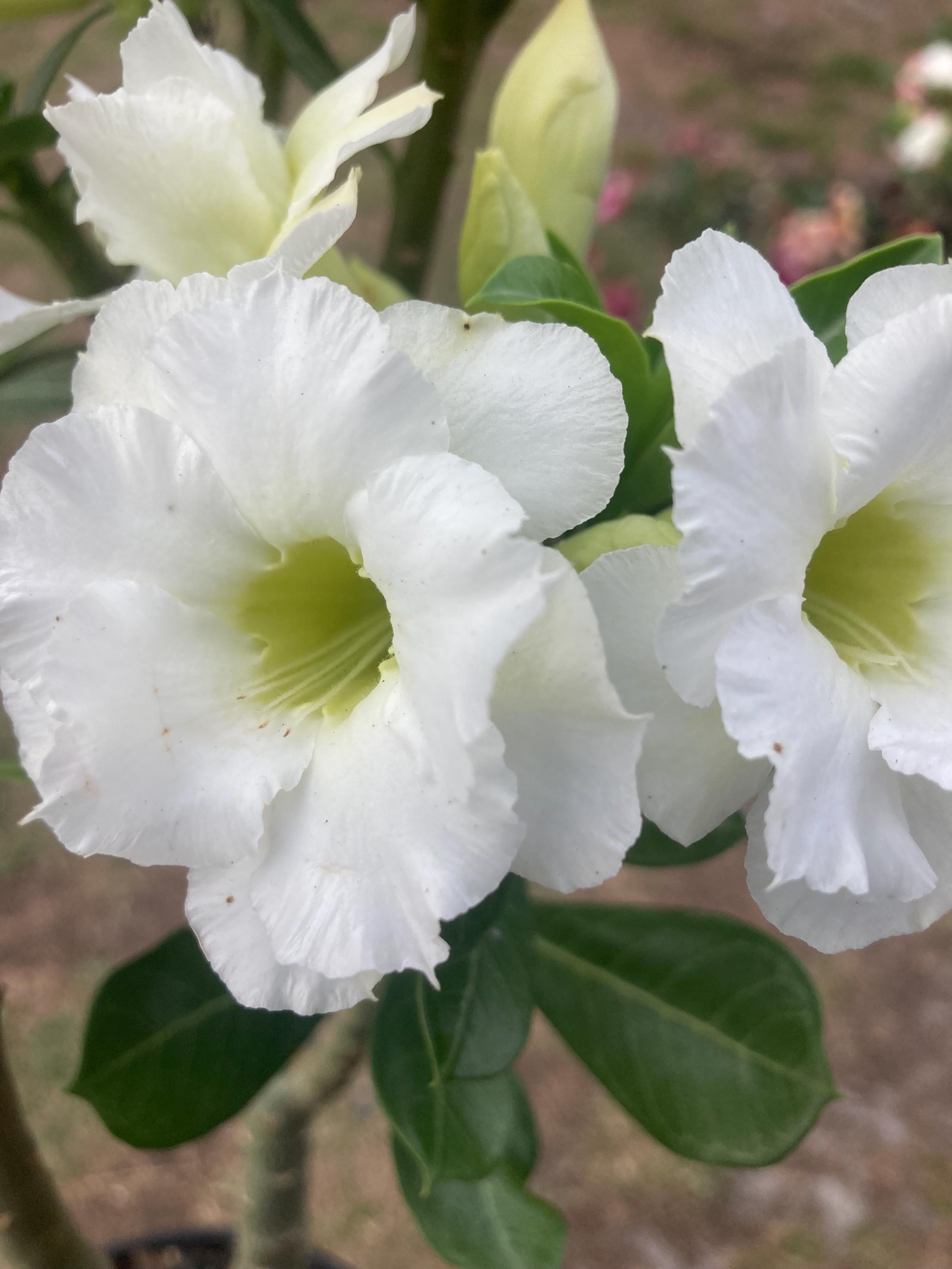 Milk‐tree♡ Green Milk Tree 6 Inch Euphorbia Trigona African Milktree