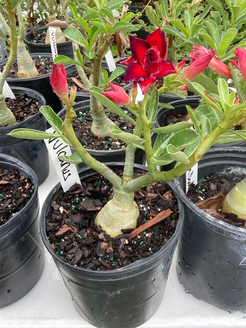 Adenium Obesum Desert Rose Grafted Vulcanus Bareroot Etsy