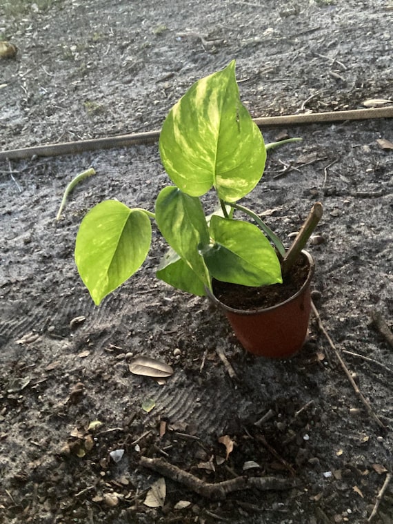 Golden Pothos Starter Plants - Etsy