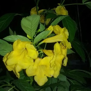 May include: Close-up of yellow trumpet vine flowers blooming on a green leafy vine. The flowers are in full bloom and have a delicate, trumpet-shaped appearance.