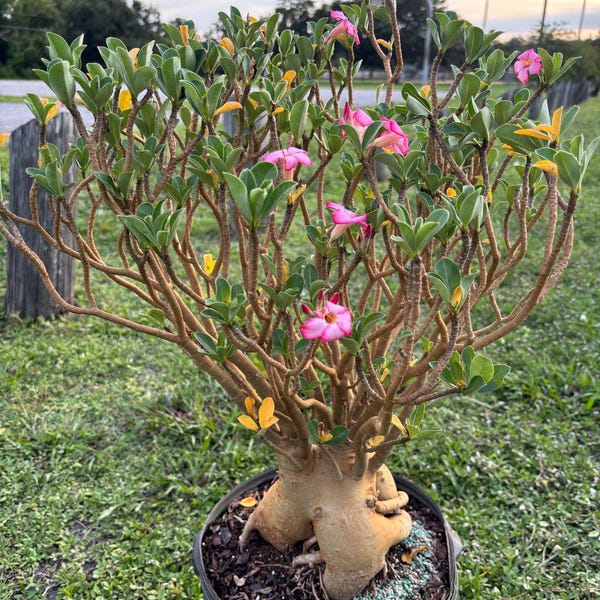 Adenium ARABICUM Bareroot huge caudex