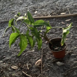 Syngonium starter plants