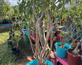 May include: A desert rose plant with a thick, light-colored caudex base and multiple slender, upright branches featuring green leaves and a single vibrant pink flower at the top, potted in a bright blue plastic container with soil.