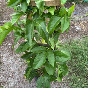 Purple passion fruit 3 plants in 3 gallon pot