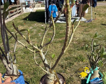 May include: Three desert rose plants with thick, succulent stems and sparse green leaves, each potted in textured ceramic containers colored blue, tan, and green, displayed on metal stands outdoors.
