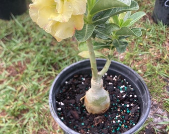 Adenium Obesum Desert Rose Grafted Plant really yellow