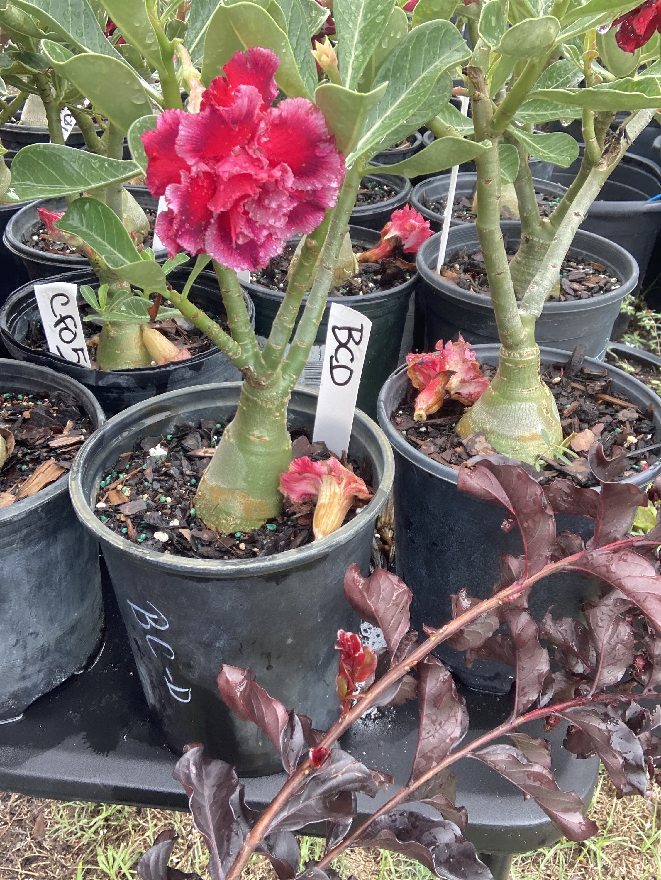 Milk‐tree♡ Green Milk Tree 6 Inch Euphorbia Trigona African Milktree